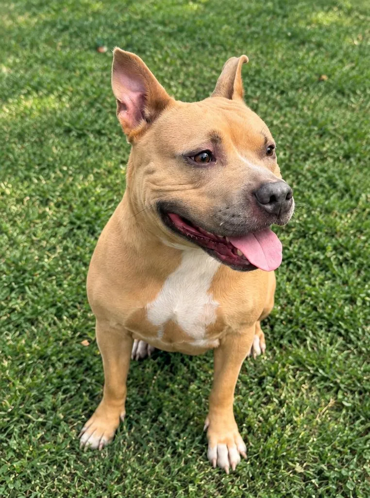 A young medium-sized female Yellow / Tan / Blond / Fawn Pit Bull Terrier dog named Pancake for adoption in Jersey city, NJ