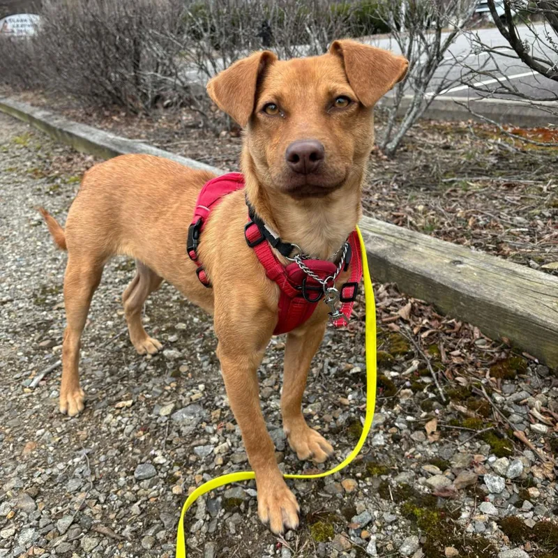 A young medium-sized male Red / Chestnut / Orange Mixed Breed dog named Ted for adoption in Waynesville, NC
