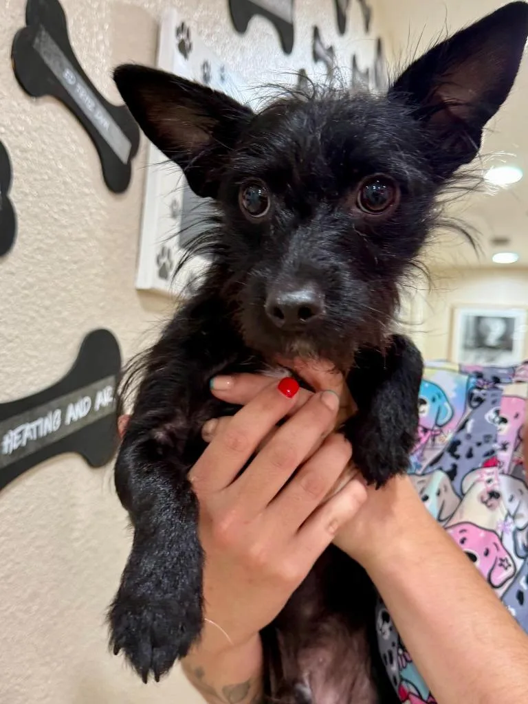 A young small-sized male Terrier dog named Remi for adoption in Vacaville, CA
