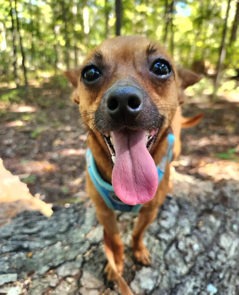 A young small-sized male Chihuahua dog named Tucker for adoption in Pelzer, SC