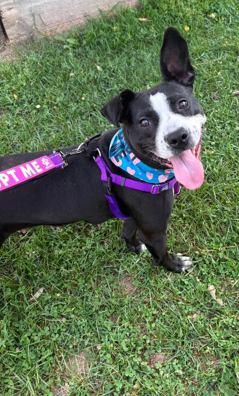 An adult medium-sized female Black Mixed Breed dog named Aztec for adoption in Oak Park, MI