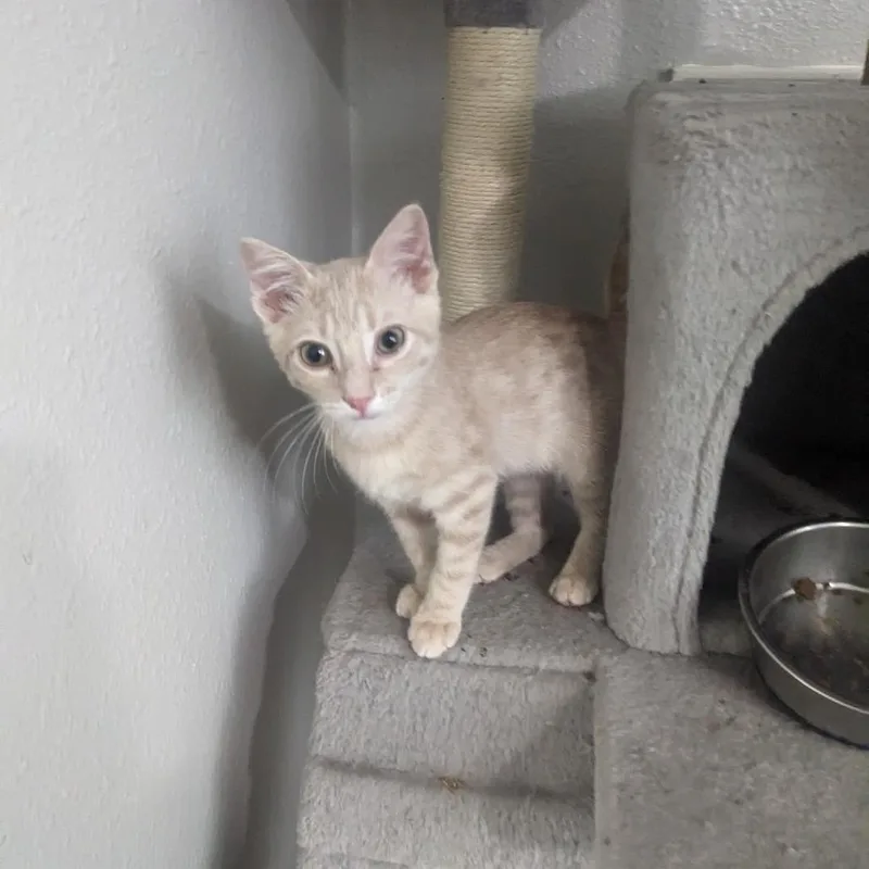 A baby small-sized male Buff / Tan / Fawn Domestic Short Hair cat named Kirby Baker the Biscuit for adoption in Houston, TX