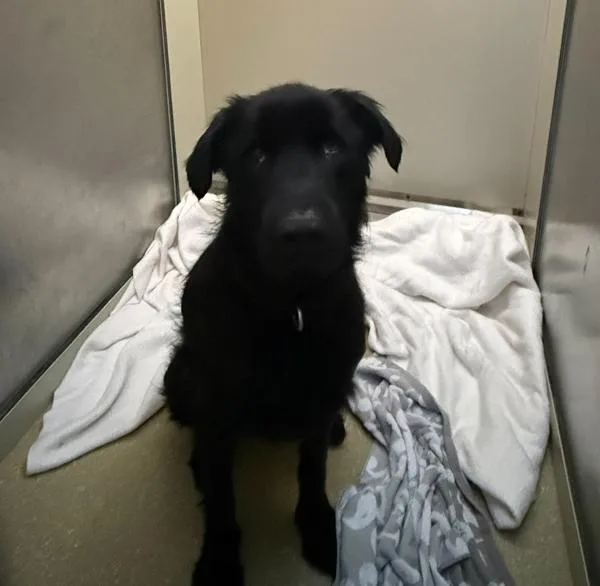 An adult large-sized female Labrador Retriever dog named Cricket for adoption in Oceanside, CA