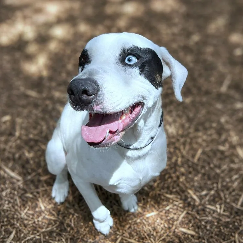 An adult large-sized male White / Cream Labrador Retriever dog named Bandit for adoption in Boerne, TX