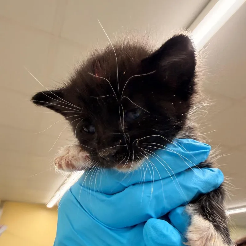 A baby small-sized male Black Domestic Short Hair cat named Scallop for adoption in West Palm Beach, FL