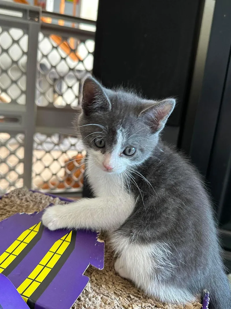 A baby small-sized female Gray & White Domestic Short Hair cat named Skye for adoption in Ephrata, WA