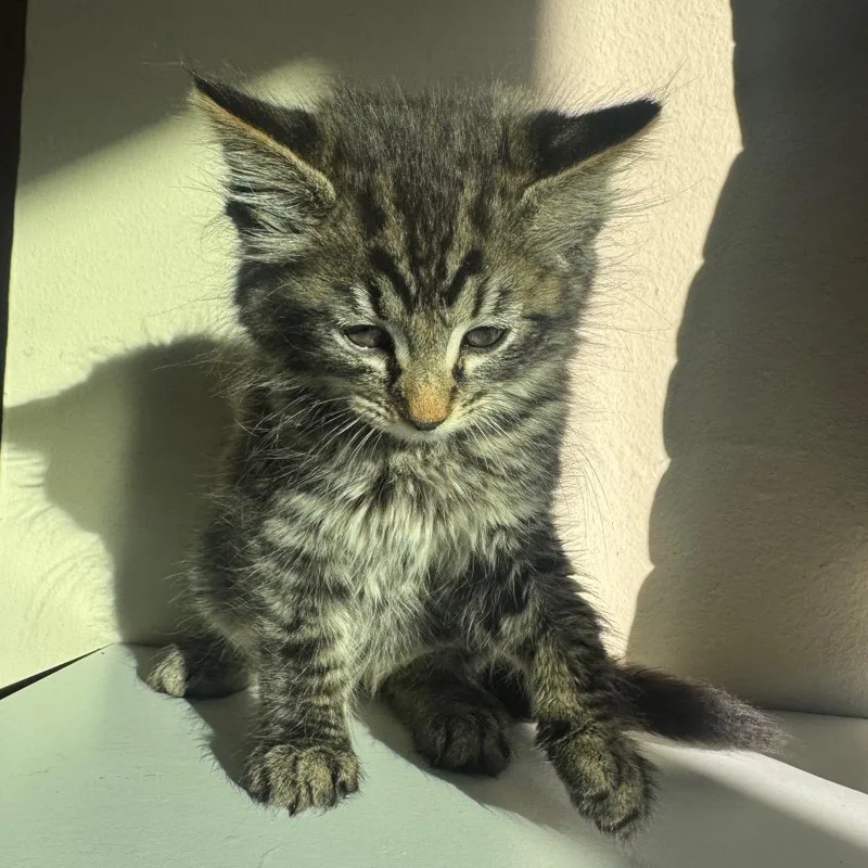 A baby small-sized male Brown / Chocolate Domestic Medium Hair cat named Jon for adoption in Sunnyvale, CA