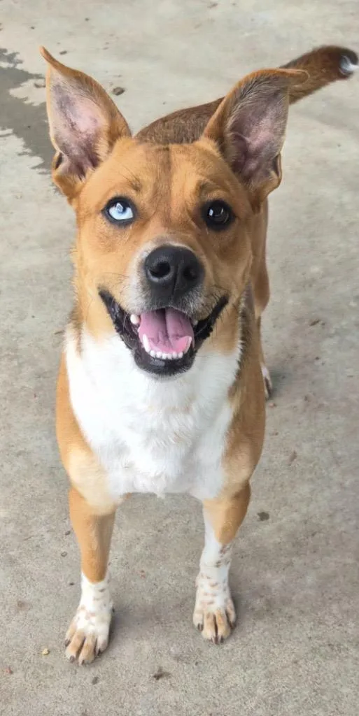 Dougie