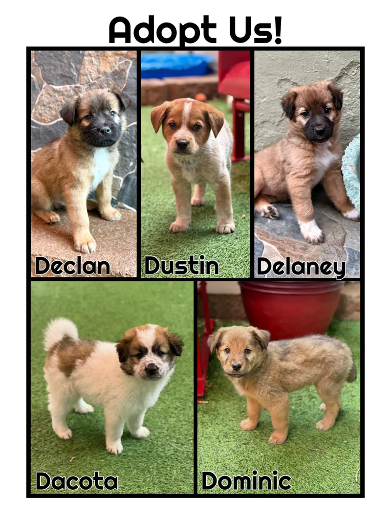 Madeline's Litter thumbnail 2