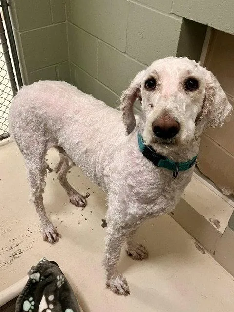 An adult large-sized male Standard Poodle dog named Cooper for adoption in Webster, WI