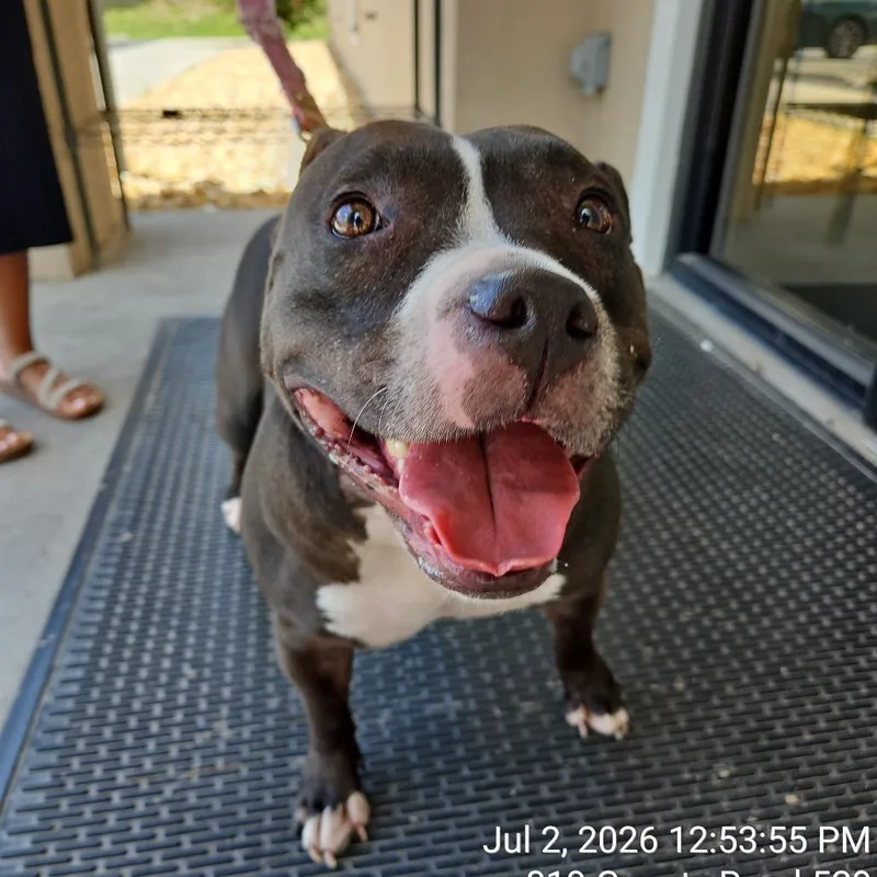 An adult large-sized female Pit Bull Terrier dog named Dumplin for adoption in Lake Panasoffkee, FL