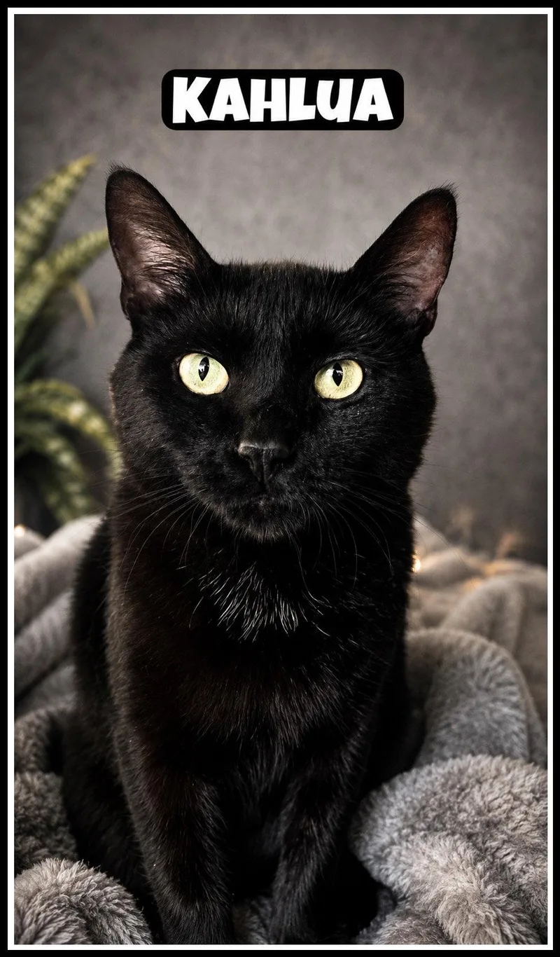 A young medium-sized female Domestic Short Hair cat named Kahluawillow Grove for adoption in Greenville, DE