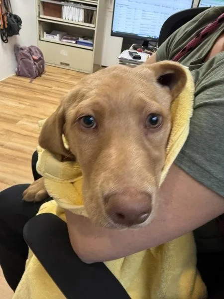 A baby large-sized female Labrador Retriever dog named License for adoption in Silverdale, WA