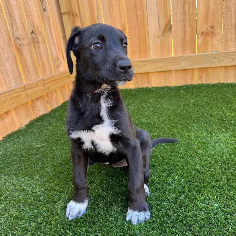 A baby large-sized female Black Great Dane dog named Lida for adoption in La Grange, KY
