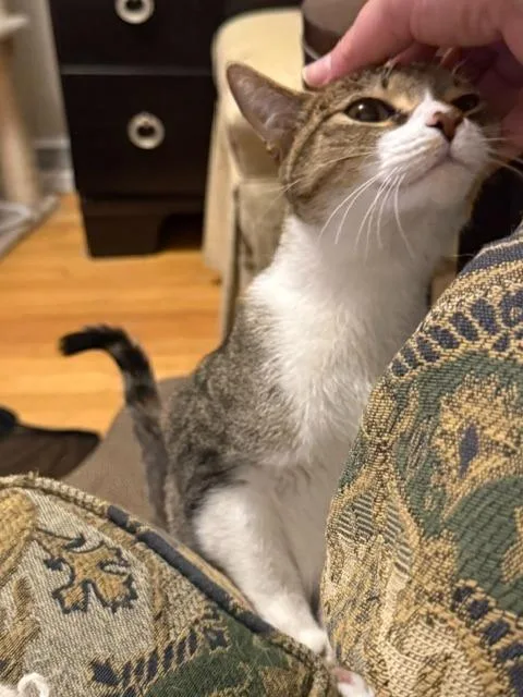 A young medium-sized female Domestic Medium Hair cat named Dottie for adoption in Libertyville, IL