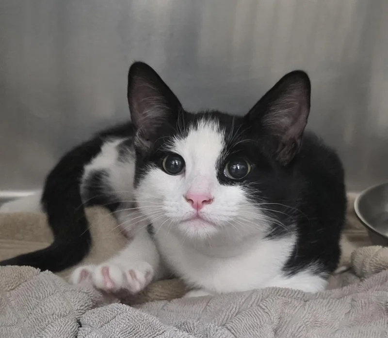 A young medium-sized female Black & White / Tuxedo Domestic Short Hair cat named Magic for adoption in Mission Viejo, CA