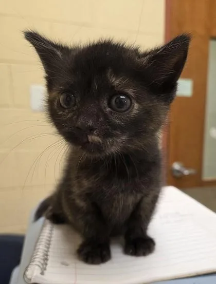 Lil` Peanut