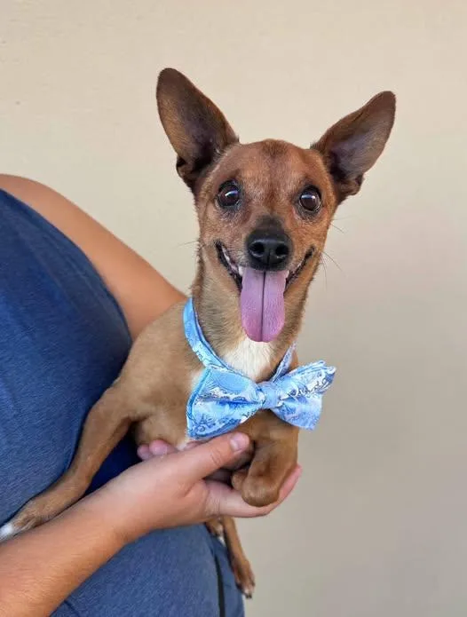 An adult small-sized male Chihuahua dog named Pear for adoption in McKinney, TX