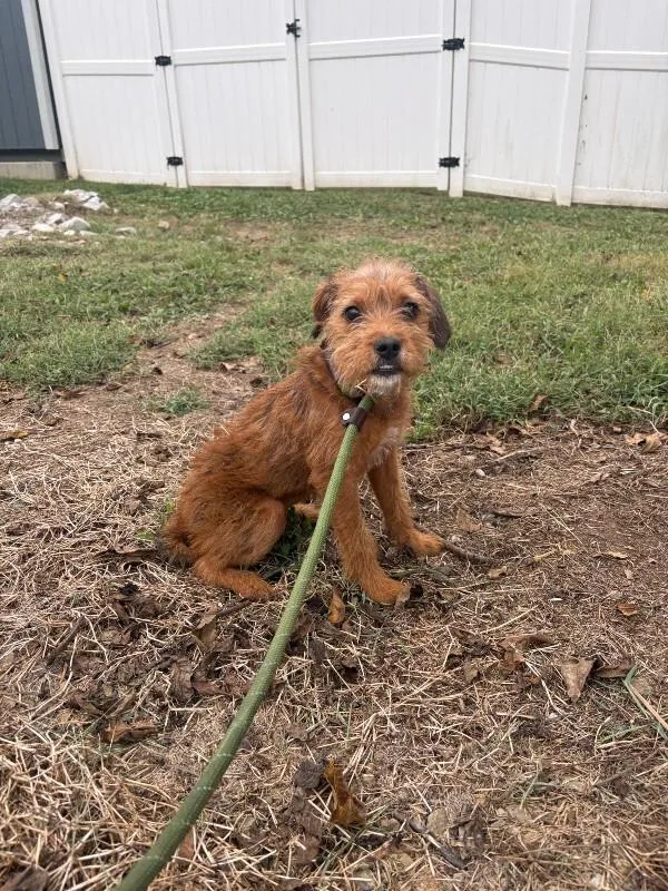 A baby small-sized female Brussels Griffon dog named Reagan for adoption in Saint Charles, MO