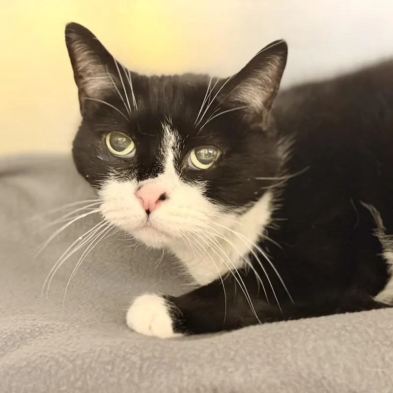 A senior medium-sized male Black & White / Tuxedo Domestic Short Hair cat named Blue for adoption in Jackson, NJ