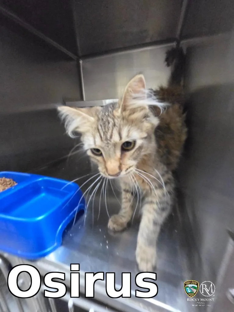 A young medium-sized female Domestic Short Hair cat named Osirus for adoption in Rocky Mount, NC