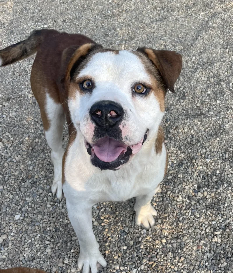 A young medium-sized male Brown / Chocolate English Bulldog dog named Caleb for adoption in Lacon, IL