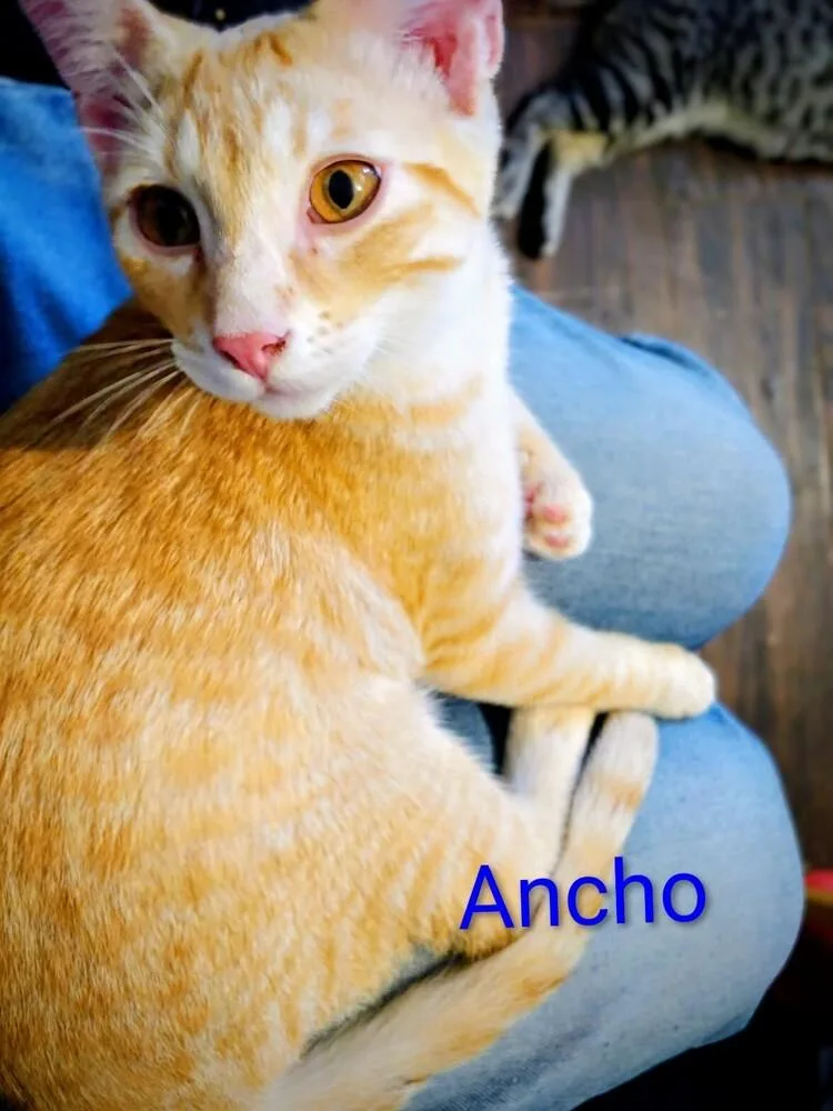 A baby medium-sized male Domestic Medium Hair cat named Ancho for adoption in Boone, CO