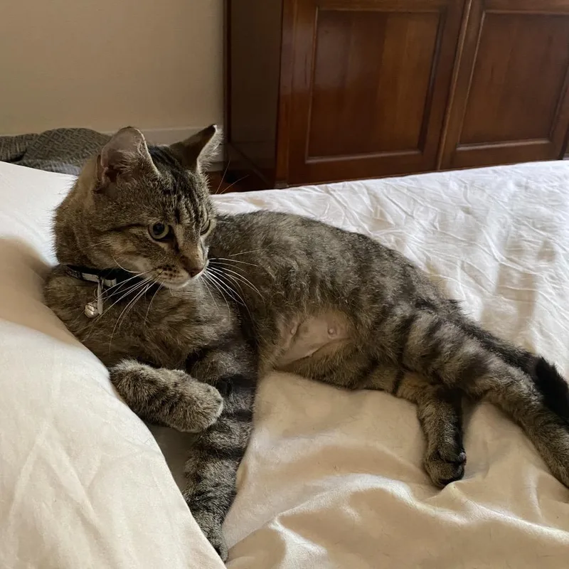 An adult small-sized female Gray / Blue / Silver American Shorthair cat named Minecraft for adoption in Westport, CT