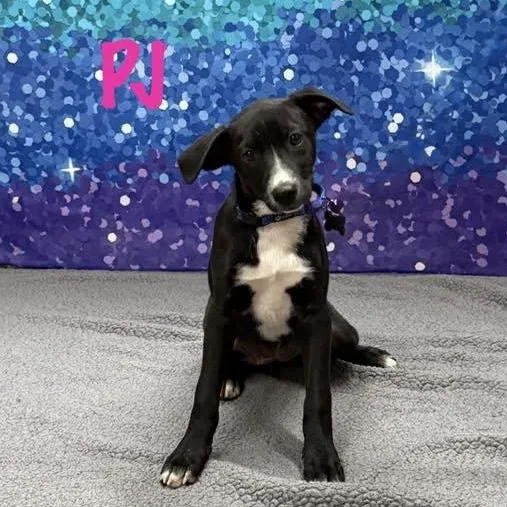 A baby medium-sized female Gray / Blue / Silver Dachshund dog named Pj for adoption in Albany, NY