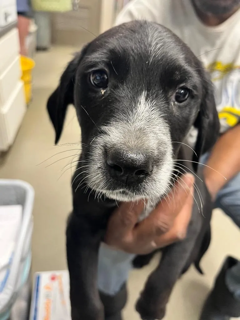 A baby medium-sized male Australian Cattle Dog / Blue Heeler dog named Bacon for adoption in Hopkinsville, KY