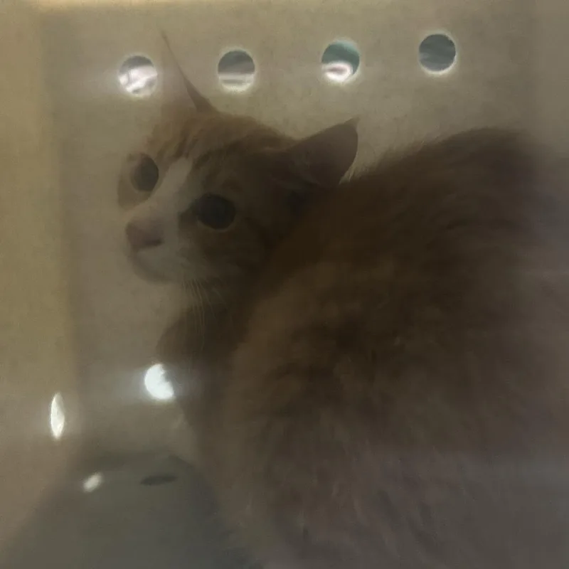 A young medium-sized male Orange / Red Domestic Short Hair cat named Arkansas for adoption in Tacoma, WA