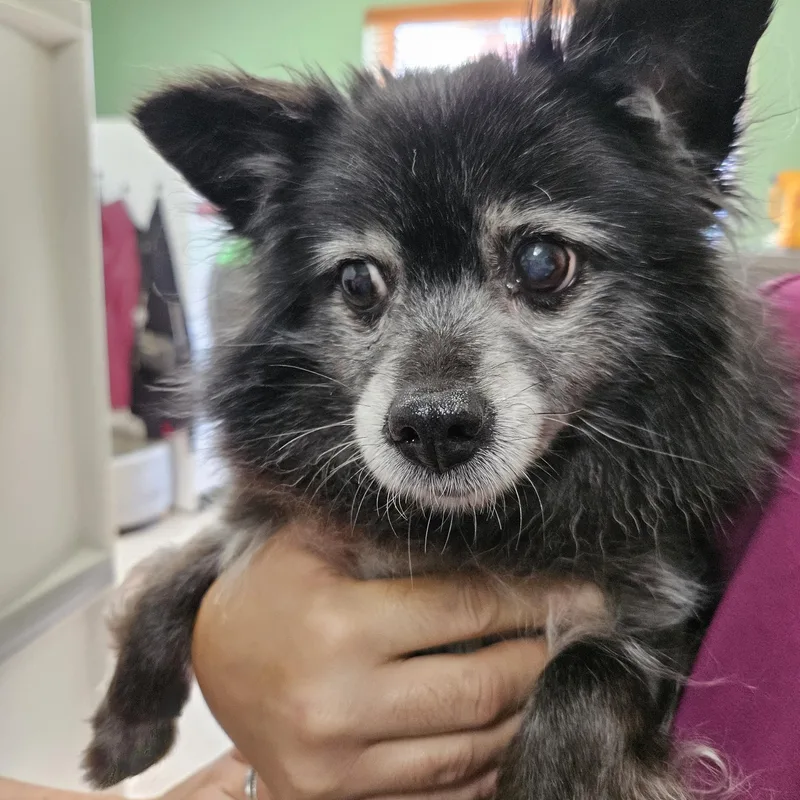 A senior small-sized female Black Pomeranian dog named Velvet for adoption in Fall River, MA