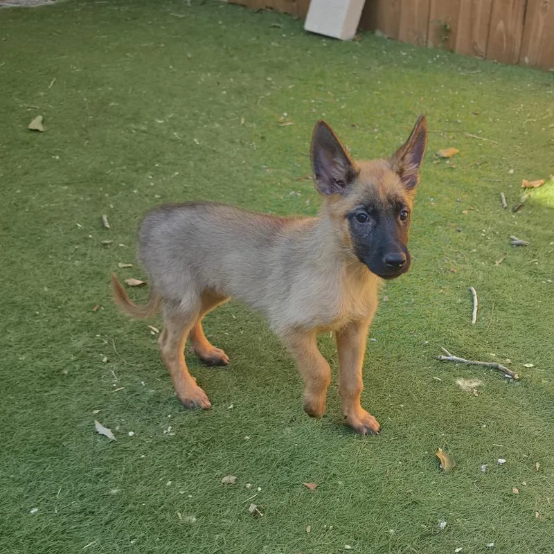 A baby medium-sized female Yellow / Tan / Blond / Fawn Belgian Shepherd / Malinois dog named Scarlett KL for adoption in Austin, TX