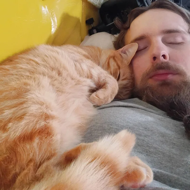An adult medium-sized male Orange / Red Tabby cat named Cheeto for adoption in Chicago, IL