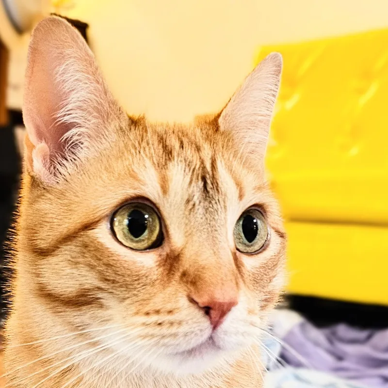 Cheeto thumbnail 3