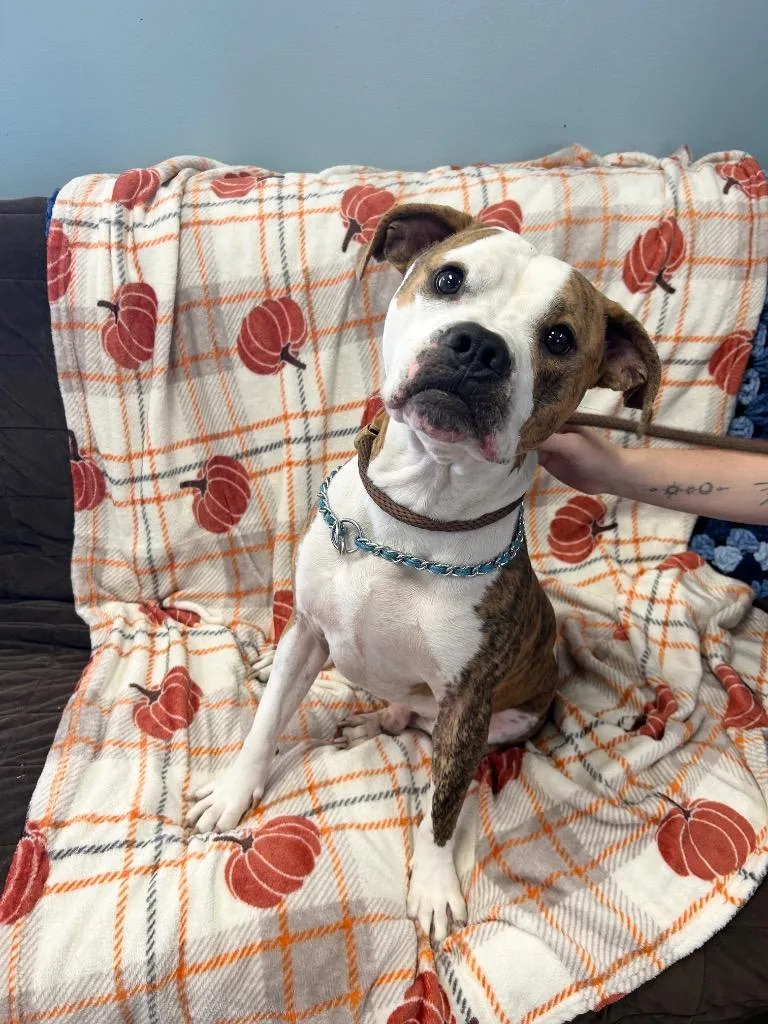A young medium-sized male Pit Bull Terrier dog named Choppa for adoption in Marion, OH
