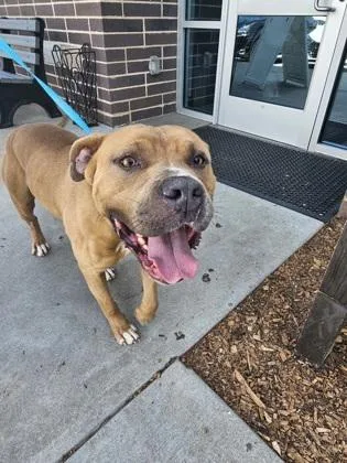 An adult large-sized male Mixed Breed dog named Litmus for adoption in Chamblee, GA
