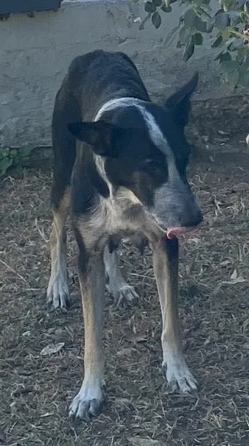 A young medium-sized female Mixed Breed dog named Apple for adoption in Dallas, TX