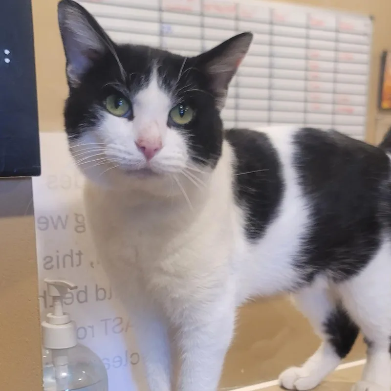 An adult large-sized male White Domestic Short Hair cat named Cedric for adoption in Tipton, IN