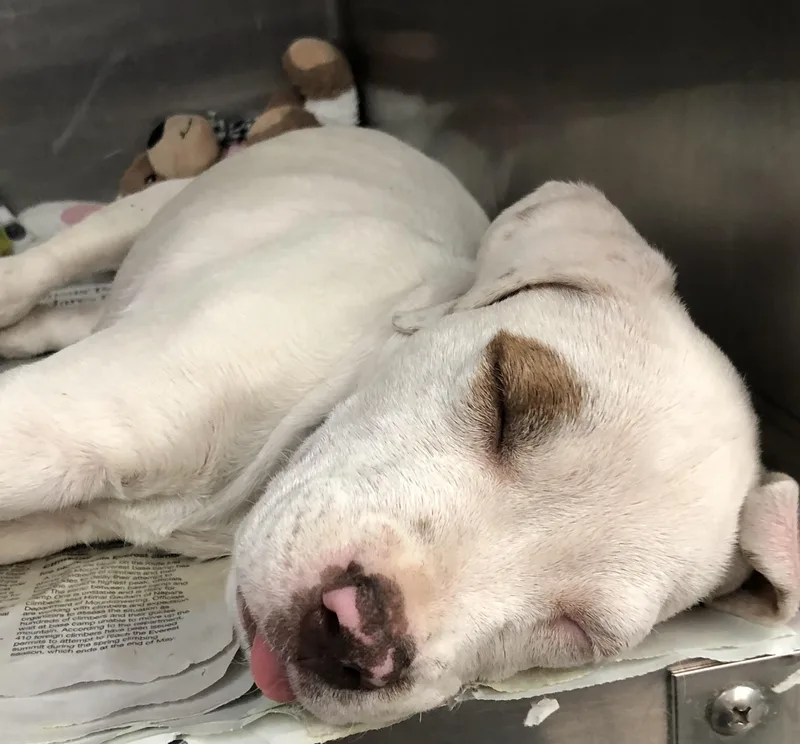A baby medium-sized male White / Cream Labrador Retriever dog named Tank for adoption in Parma, OH
