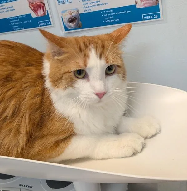 An adult medium-sized male Domestic Long Hair cat named Maracuyo for adoption in San Diego, CA