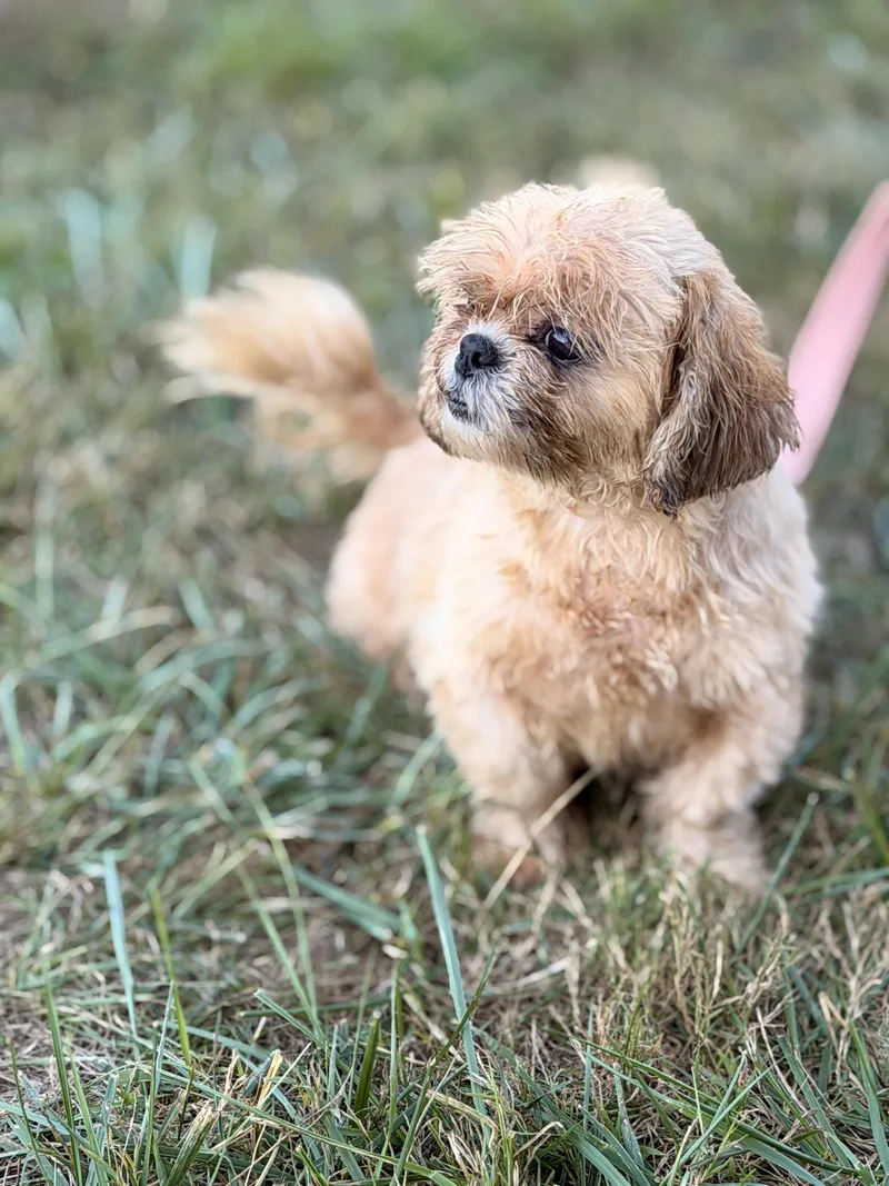 An adult small-sized female White / Cream Shih Tzu dog named Katherine Transport for adoption in Gradyville, KY