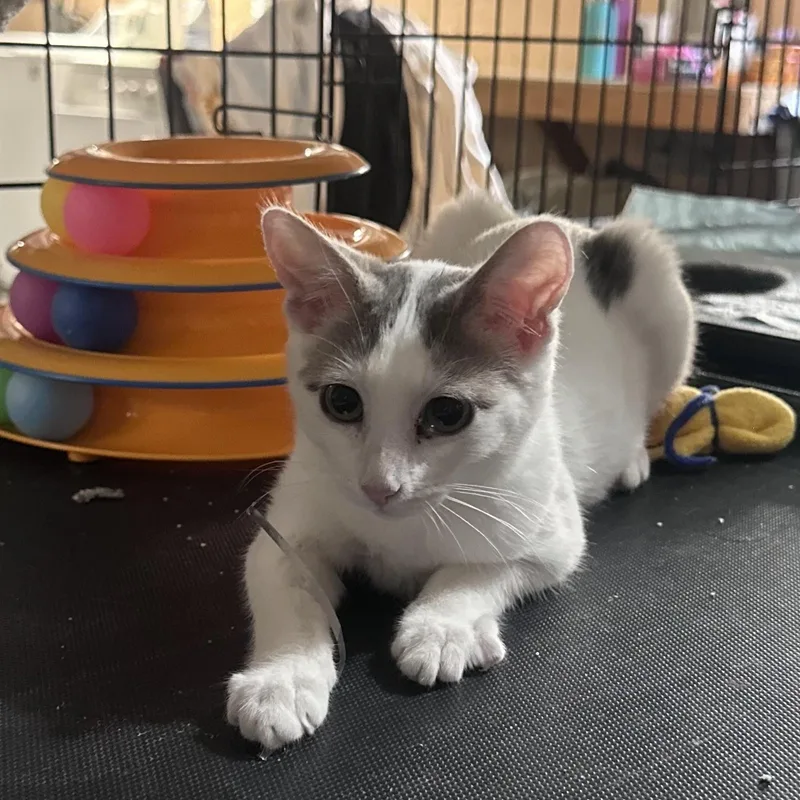 A baby medium-sized female White Domestic Short Hair cat named Spitfire with Saffron for adoption in Silverton, OR