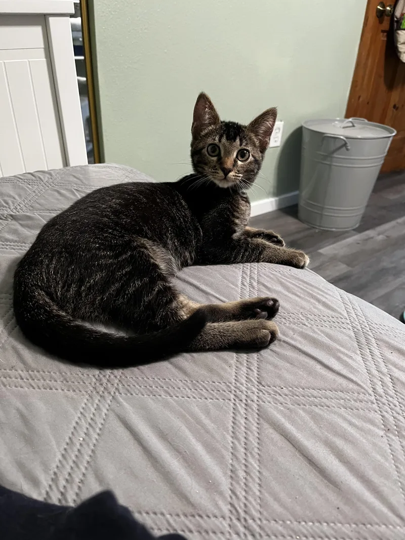 A baby small-sized male Abyssinian cat named James Howlett for adoption in Rio Linda, CA