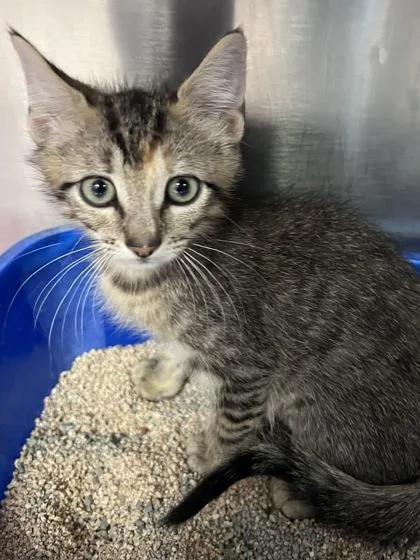 A baby small-sized female Domestic Short Hair cat named Yoyo for adoption in Houston, TX