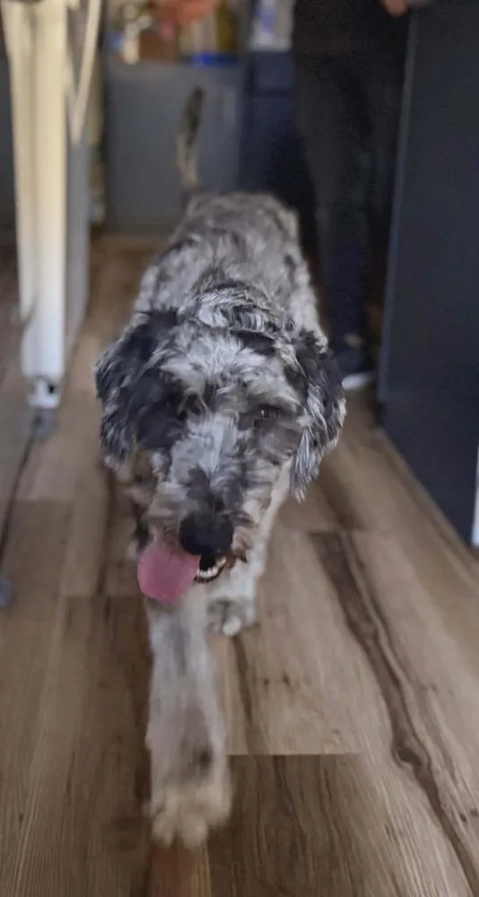 An adult large-sized male Merle (Blue) Poodle dog named Ace for adoption in Grand Rapids, MI
