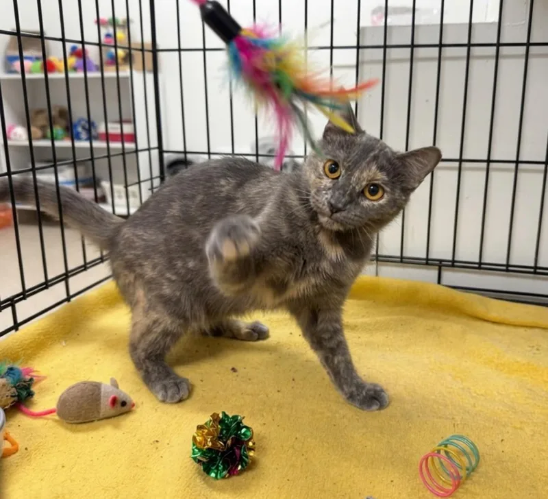 An adult medium-sized female Dilute Tortoiseshell cat named Gigi Deville for adoption in Chandler, AZ
