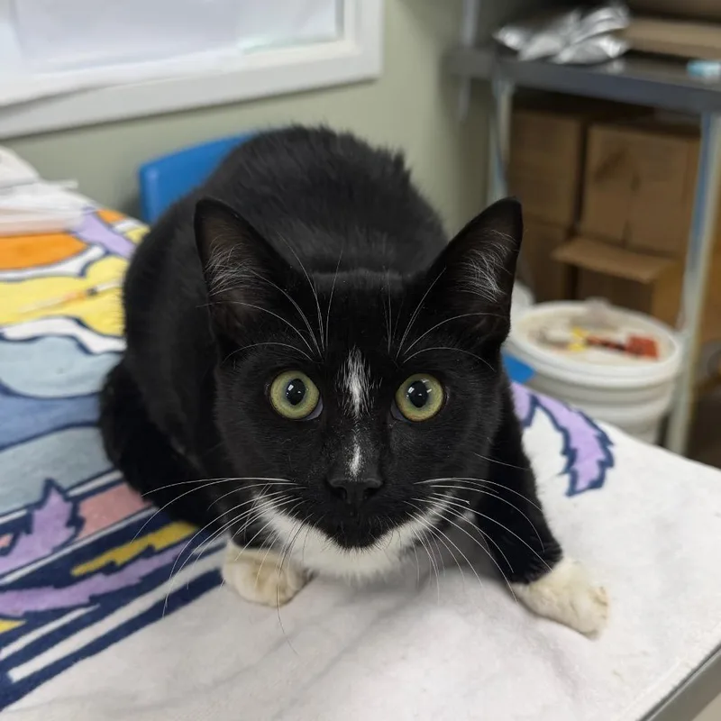 A young medium-sized male Domestic Short Hair cat named Connections for adoption in East Smithfield , PA