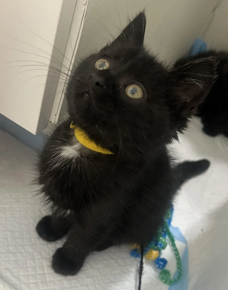 A baby medium-sized male Black & White / Tuxedo Domestic Short Hair cat named Potato for adoption in Toledo, OH