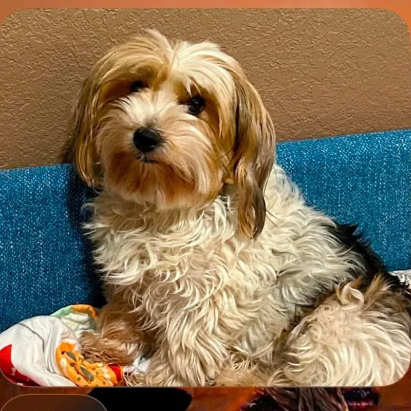 An adult small-sized female White / Cream Havanese dog named Lizzielou for adoption in Loves Park, IL